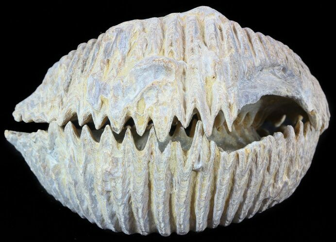 Cretaceous Fossil Oyster (Rastellum) - Madagascar #49869